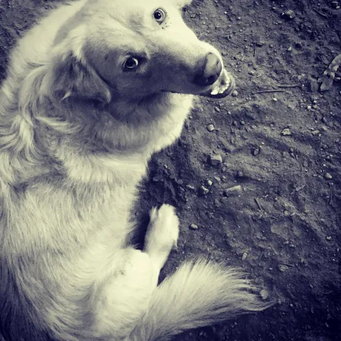 Gucci Dwarfed Albino Labrador
